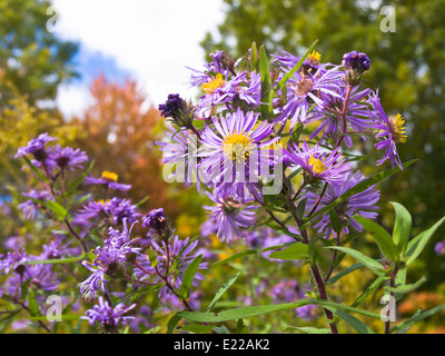 Purple autumn flower probably the New England aster, Symphyotrichum novae-angliae, Montral Botanical garden Canada Stock Photo