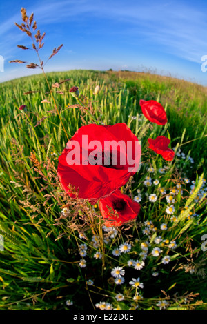 Poppy field over blue sky background Stock Photo - Alamy