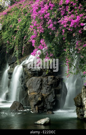 Waterfalls with boganvilla flowers. Maui, Hawaii Stock Photo: 70125120 ...