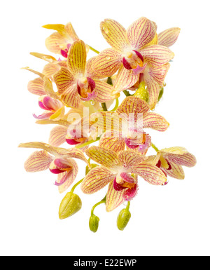 Blooming branch striped yellow and red orchid with drops, phalaenopsis is isolated on white background Stock Photo