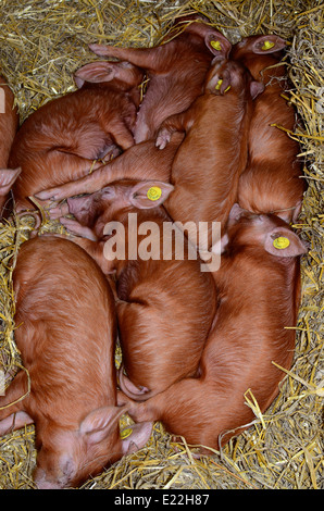 7 red piglets asleep on straw Stock Photo