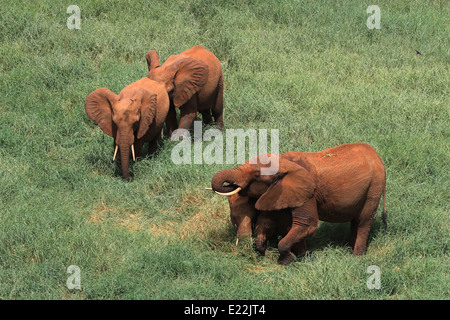 Elephants on the grass near Voi Safari Lodge, Tsavo East National Park, northwest of Mombasa, Kenya, Africa. Stock Photo