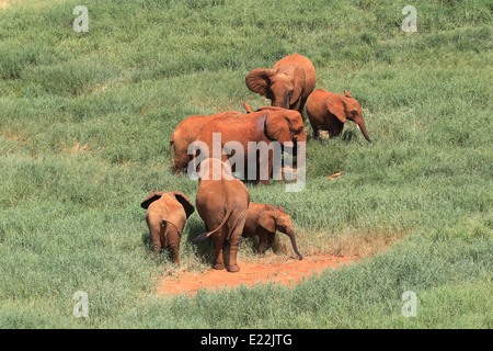 Elephants on the grass near Voi Safari Lodge, Tsavo East National Park, northwest of Mombasa, Kenya, Africa. Stock Photo