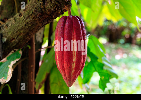 Theobroma cacao, Cocoa bean Stock Photo - Alamy