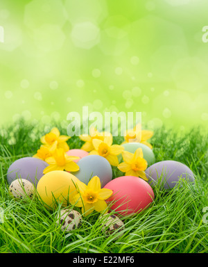 easter eggs and daffodils flowers in green grass over white background ...