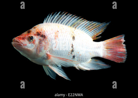 A side-profile view of a fish with a predominantly white body, featuring scattered red and dark brown or black markings, especially on the head and along the flanks. The fish has a prominent dorsal Stock Photo
