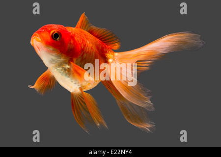 Red Cap Oranda Goldfish Isolated On Gray High Quality Studio Aquarium Shot Stock Photo