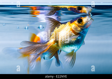 Ryvkin Goldfish In Home Aquarium Stock Photo