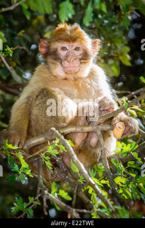 Portrait of a Barbary Macaque, North Africa's only monkey, sitting in a Holm-Oak tree in Azrou, Morocco, North Africa. Stock Photo