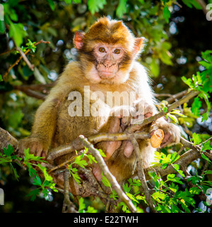 Portrait of a Barbary Macaque, North Africa's only monkey, sitting in a Holm-Oak tree in Azrou, Morocco, North Africa. Stock Photo