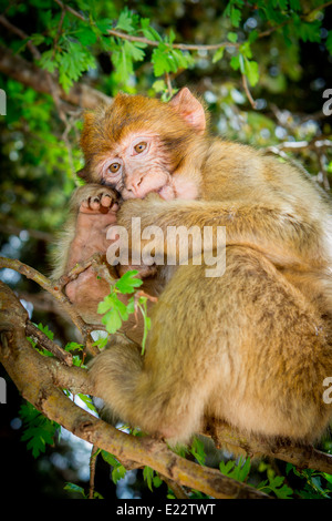 Portrait of a Barbary Macaque, North Africa's only monkey, sitting in a Holm-Oak tree in Azrou, Morocco, North Africa. Stock Photo