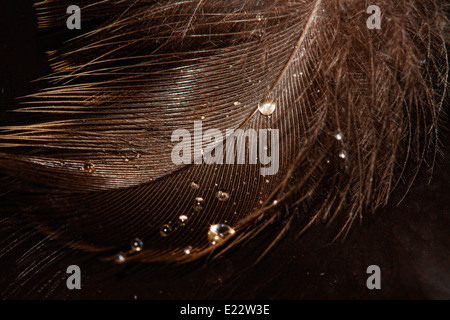 Feather Soft Stock Photo