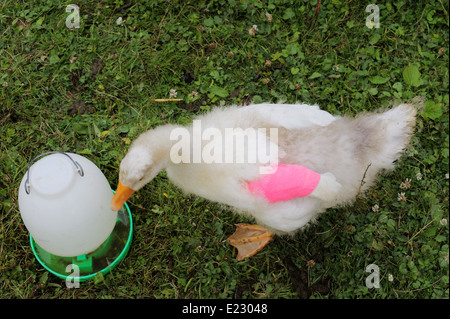 Young goose, gosling with bandaged wing to correct 'Angel Wing', a deformity arising from excessive growth, Wales, UK Stock Photo