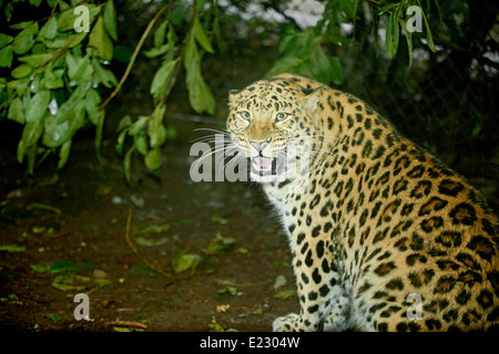 Amur or Siberian  leopard (Panthera pardus orientalis).jpg Stock Photo