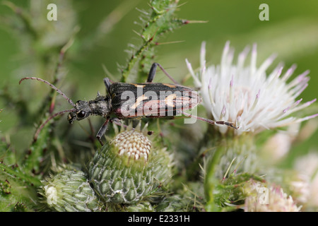 Two-banded Longhorn Beetle Rhagium bifasciatum