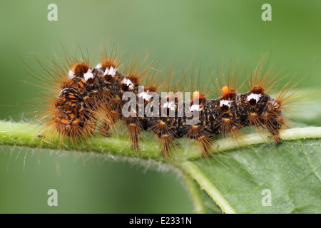 Brown-tail Moth Euproctis chrysorrhoea Caterpillar Stock Photo