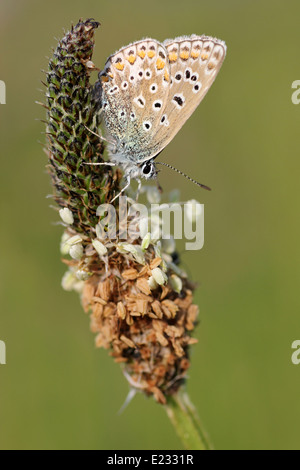 Common Blue Polyommatus icarus Stock Photo