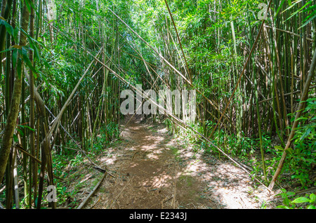 Bamboo in the Hawaiian Rainforests on Oahu Stock Photo