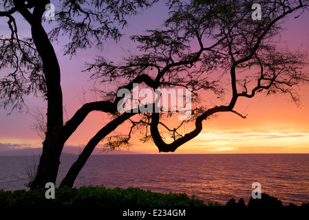 Branching tree and sunset. Maui, Hawaii. Stock Photo