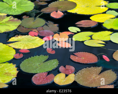 Pattern of water lily leaves. Oregon Stock Photo