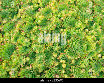 Close up of rock garden succulents. Semperivum 'kalinda' Stock Photo