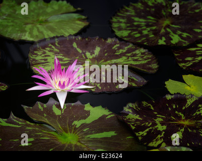 Tropical warer lily flower and leaves. Oregon Stock Photo