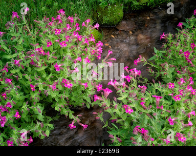 Close up of Small stream and Monkey Flowers. Bird Creek meadows. Mt. Adams Wildernesss, Washington Stock Photo