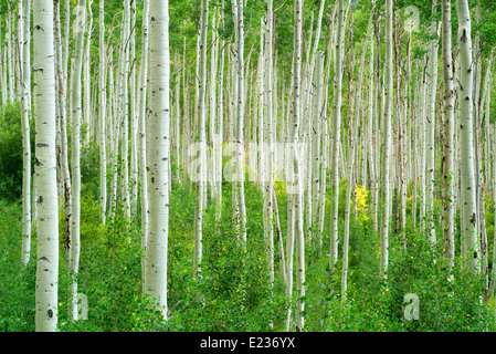 Tall straight aspen tree with one small tree in fall color. Near Aspen, Colorado Stock Photo