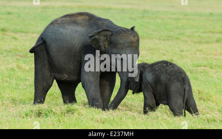 Two baby elephants playing in the green grasses of the Minneriya Tank in nothern Sri Lanka. Stock Photo