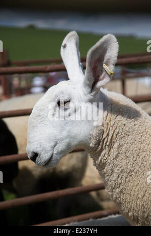 Aberystwyth, Wales, UK. 14th June 2014.   A very hot afternoon and glorious sunshine greeted a big turnout of entrants and spectators at the annual Aberystwyth agricultural show at Lovesgrove, near the town. Credit:  atgof.co/Alamy Live News Stock Photo