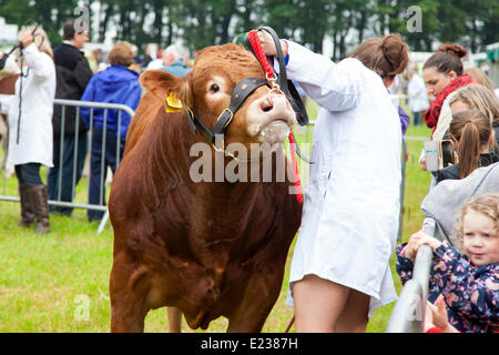 Farnley Tyas, West Yorkshire, U.K. 14th June 2014. Livestock in the show ring at this year’s Honley Agricultural Show. The annual show was founded in 1921 and is held on the second Saturday in June. Credit:  Mark Richardson/Alamy Live News Stock Photo