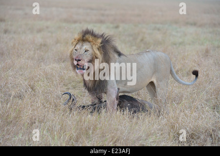 East African Lion - Massai Lion (Panthera leo nubica) male and a killed wildebeest Masai Mara - Kenya - East Africa Stock Photo