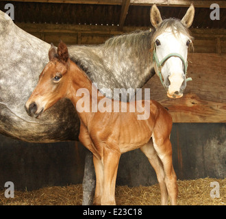 Grey mare and her new born foal in their stable Stock Photo