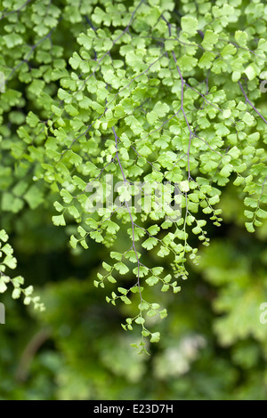 Adiantum raddianum aff. 'Waltonii'. Maidenhair fern leaf pattern. Stock Photo