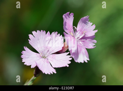 Cheddar Pink - Dianthus gratianopolitanus Rare Somerset flower Stock Photo