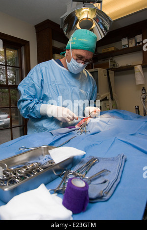 sSurgeon in scrubs in surgery in operating room Stock Photo