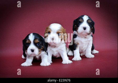 Cavalier king charles spaniel puppies on red background Stock Photo