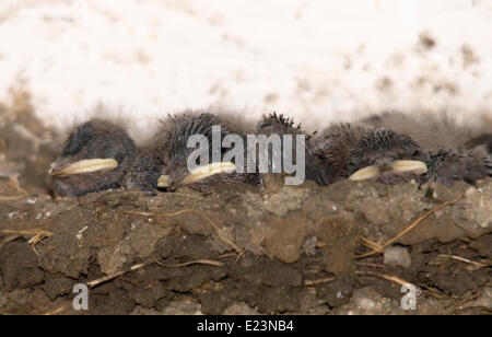 Strandja mountians Bulgaria Eastern Europe June 15th 2014:  Baby Swallows nesting in rural Strandja on a summers day.  Credit: Clifford Norton/17�Թ����� Live News Stock Photo