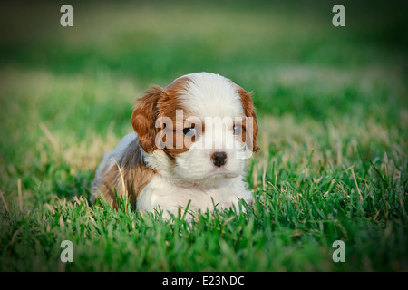 Cavalier king charles spaniel puppy in the garden Stock Photo
