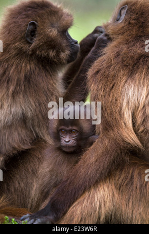 Baby gelada baboon with grooming adults, Simien Mountains National Park Ethiopia Africa. Stock Photo