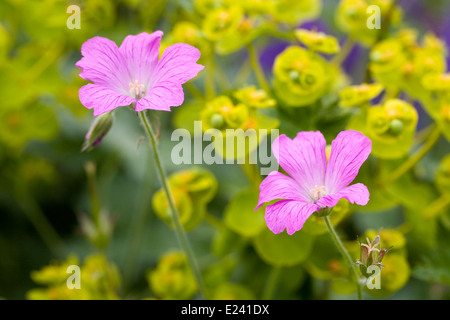 Geranium × oxonianum 'Wargrave Pink' against Euphorbia flowers. Stock Photo
