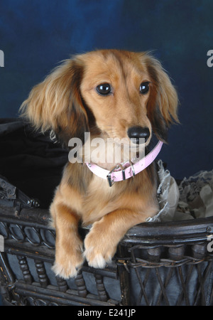 Miniature Dachshund / Long Haired (Pic by Jon Rigby) Stock Photo