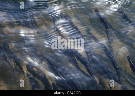 Hooligan (smelt) in an Alaskan river in spring. Stock Photo