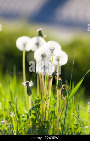 Group of several dandelions over blue river Stock Photo