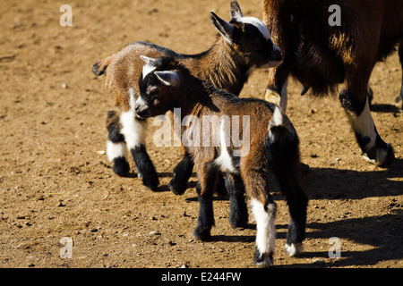 Goat with kids on pasture Stock Photo