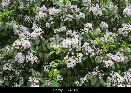 Flowers of Kalmia latifolia, mountain-laurel, calico-bush, or spoonwood, state flower of Connecticut and Pennsylvania Stock Photo