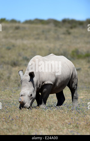 A shot of rhinos in captivity Stock Photo