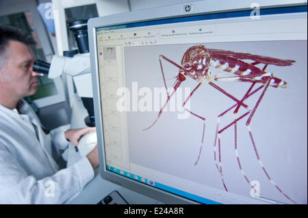 Riems, Germany. 06th June, 2014. Entomologist Helge Kampen examines an Asian bush mosquito in the so-called 'Insectary' of the Friedrich Loeffler Institute, German Research Institute for Animal Health on the island of Riems, Germany, 06 June 2014. Scientists doing research on the Asian bush mosquito as well as domestic mosquito species in the new security laboratory. Photo: Stefan Sauer/dpa/Alamy Live News Stock Photo
