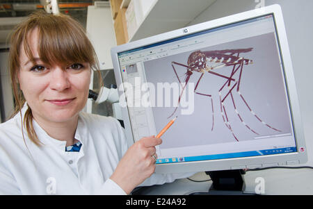 Riems, Germany. 06th June, 2014. Head of the Institute for insects medicine, Stefanie Becker, shows a photo of an Asian bush mosquito at the Friedrich Loeffler Institute, German Research Institute for Animal Health on the island of Riems, Germany, 06 June 2014. Scientists doing research on the Asian bush mosquito as well as domestic mosquito species in the new security laboratory. Photo: Stefan Sauer/dpa/Alamy Live News Stock Photo