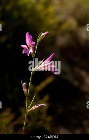 Gladiolus illyricus Stock Photo